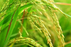 糧食重金屬檢測(cè)儀多少錢一臺(tái)？
